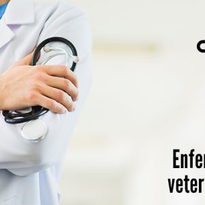 Curso Enfermero Veterinario